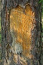 part of a brown pine tree with a cut and drops of resin