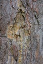 part of a brown pine tree with a cut and drops of resin