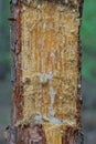 part of a brown pine tree with a cut and drops of white resin Royalty Free Stock Photo