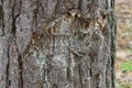 part of a brown pine tree with a cut and drops of white resin Royalty Free Stock Photo