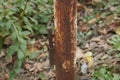 part of a brown rusty iron old post with a door hinge Royalty Free Stock Photo