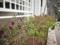 Part of  building with plants and flowers as a tiny garden under windows Royalty Free Stock Photo