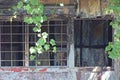 part of a burnt gray black house after a fire with a window with an iron grate