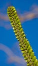 Part of cactus against the blue sky. Flora. Madagascar