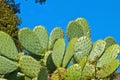 Cactus fruits Royalty Free Stock Photo