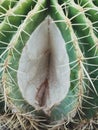 Part of cactus, Abstract female vagina. gynecology and medicine for women. female genitals. woman sex concept. Vagina and clitoris
