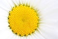 Part of camomile flower. Macro, closeup Royalty Free Stock Photo