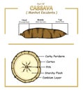 Part of a Cassava