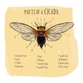 Part of Cicada, hand draw sketch vector. Insect Royalty Free Stock Photo