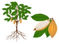 Part of a cocoa plant on a white background.