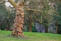 Part of the crown of platanus occidentalis (American sycamore, American planetree