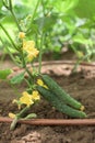 Part of a cucumber plant with a stem of many blossoms and two fruits Royalty Free Stock Photo