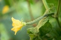 Part of cucumber plant