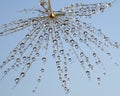 Part of dandelion with dew drops - against the blue sky Royalty Free Stock Photo