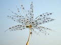 Part of dandelion with dew drops - against the blue sky Royalty Free Stock Photo