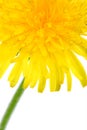 Part of dandelion flower Royalty Free Stock Photo