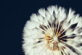 Part of dandelion flower on dark background Royalty Free Stock Photo