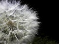 Part of dandelion flower head with seeds closeup on dark background Royalty Free Stock Photo