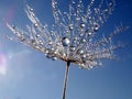 Part Of The Dandelion Seed With Water Droplets Against Blue Sky