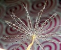 Part of the dandelion seed with water droplets on the background with circles Royalty Free Stock Photo