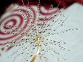 Part of the dandelion seed with water droplets on the background with circles Royalty Free Stock Photo