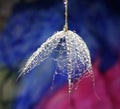 Part of dandelion with water drops isolated on a multicolor background Royalty Free Stock Photo