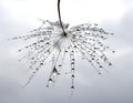 Part of dandelion with water drops in natural background Royalty Free Stock Photo