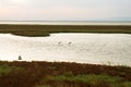 Part of the delta of river Evros, Greece Royalty Free Stock Photo