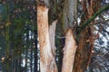 Part of a dry diseased tree with branches with fallen bark