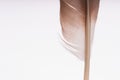 Eagle Feather Quill with Copy-Space