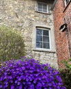 Purple Aubrieta in front of a house Royalty Free Stock Photo