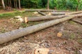 Part of a felled forest Royalty Free Stock Photo