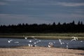 Part of a flock of wild Northern white birds seagulls flies waving their wings over the Bank of the river Viluy in Yakutia