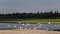 Part of a flock of wild Northern white birds seagulls flies waving their wings over the Bank of the river Viluy in Yakutia