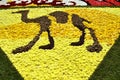 Part of a flower carpet - camel