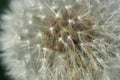 Part of the flower of white dandelion. Royalty Free Stock Photo