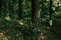 Part of forest with focus on tree trunk covered with ivy Royalty Free Stock Photo