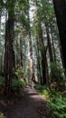 A path in the Redwood