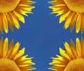 Part of four sunflowers in front of blue sky, symmetry Royalty Free Stock Photo