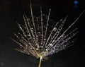 Part of fragile dandelion seed with water drops on dark background. Royalty Free Stock Photo