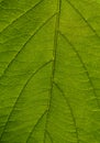 Part of fresh green leaf with veins close-up Royalty Free Stock Photo