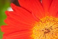 Part of gerbera flower on green background Royalty Free Stock Photo