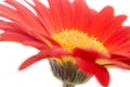 Part of gerbera flower on white background Royalty Free Stock Photo