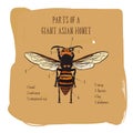 Part of Giant asian hornet, hand draw vector Royalty Free Stock Photo