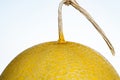 Part of golden cantalope on white background in narrow focus and bury some part of surface of it