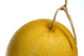 Part of golden cantalope on white background in narrow focus and bury some part of surface of it