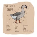 Part of goose, hand draw vector