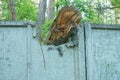 Part of a gray concrete broken fence wall with a piece of a broken brown large tree