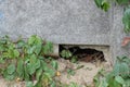 Part of a gray old broken fence wall with a big hole with cracks in the green grass