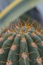 Part of green Cactus spikes in pot with long thorn, detail of large cactus plant showing needles and deep ribs. Macro close-up Royalty Free Stock Photo